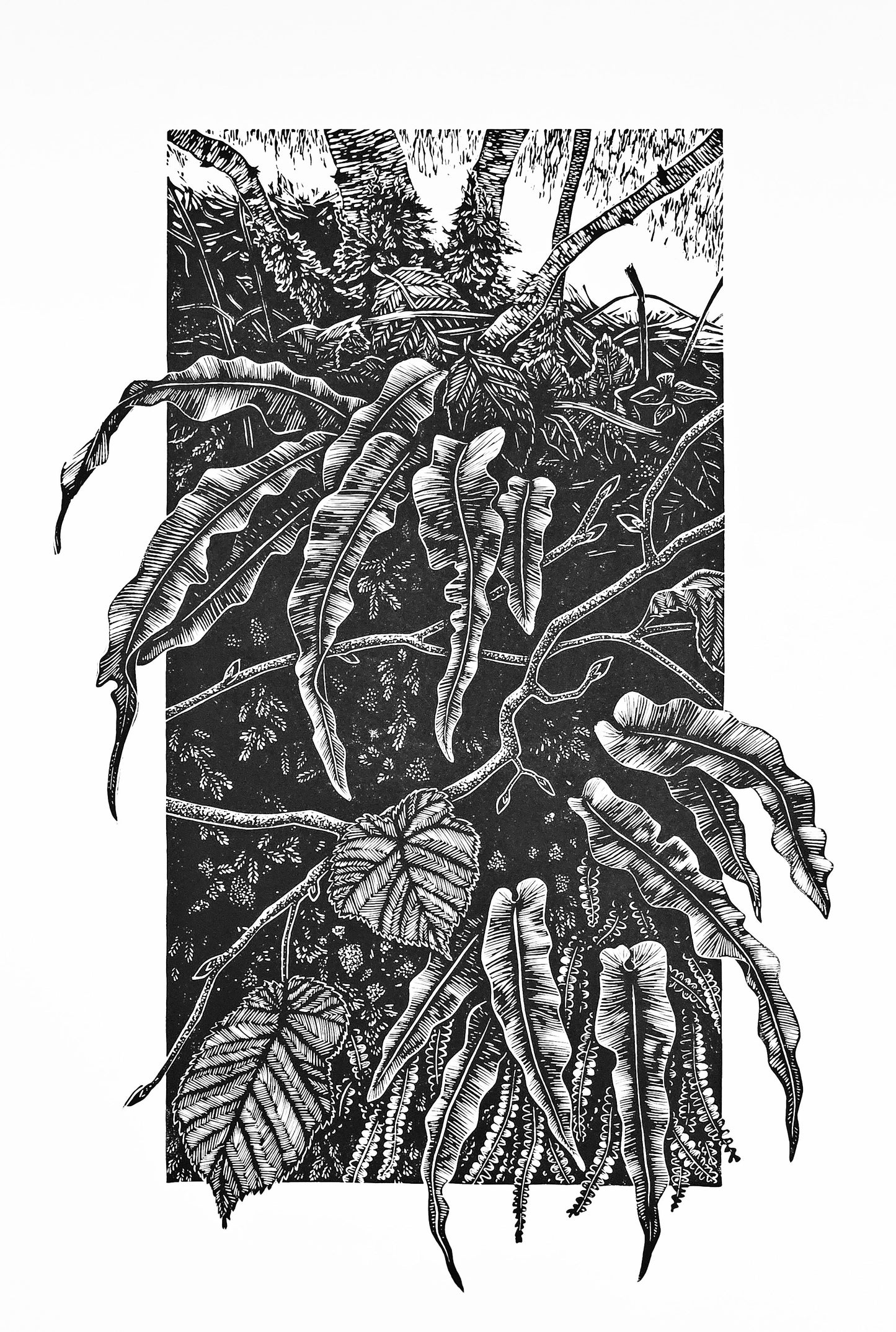 Hart's Fern linocut on white