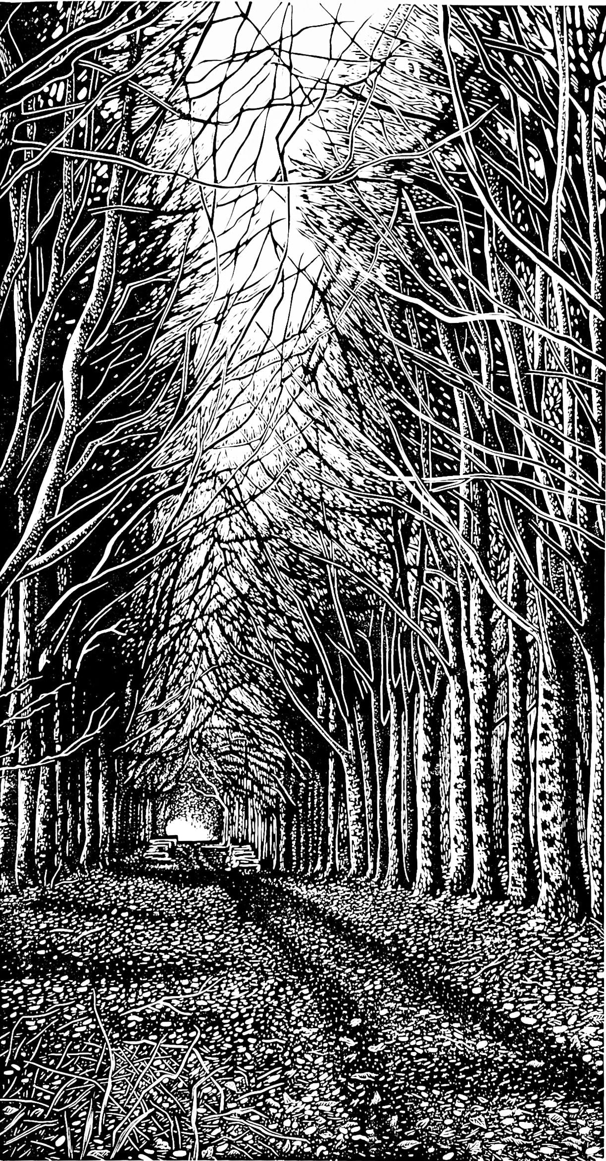 Black and white linocut of a forest path lined with trees