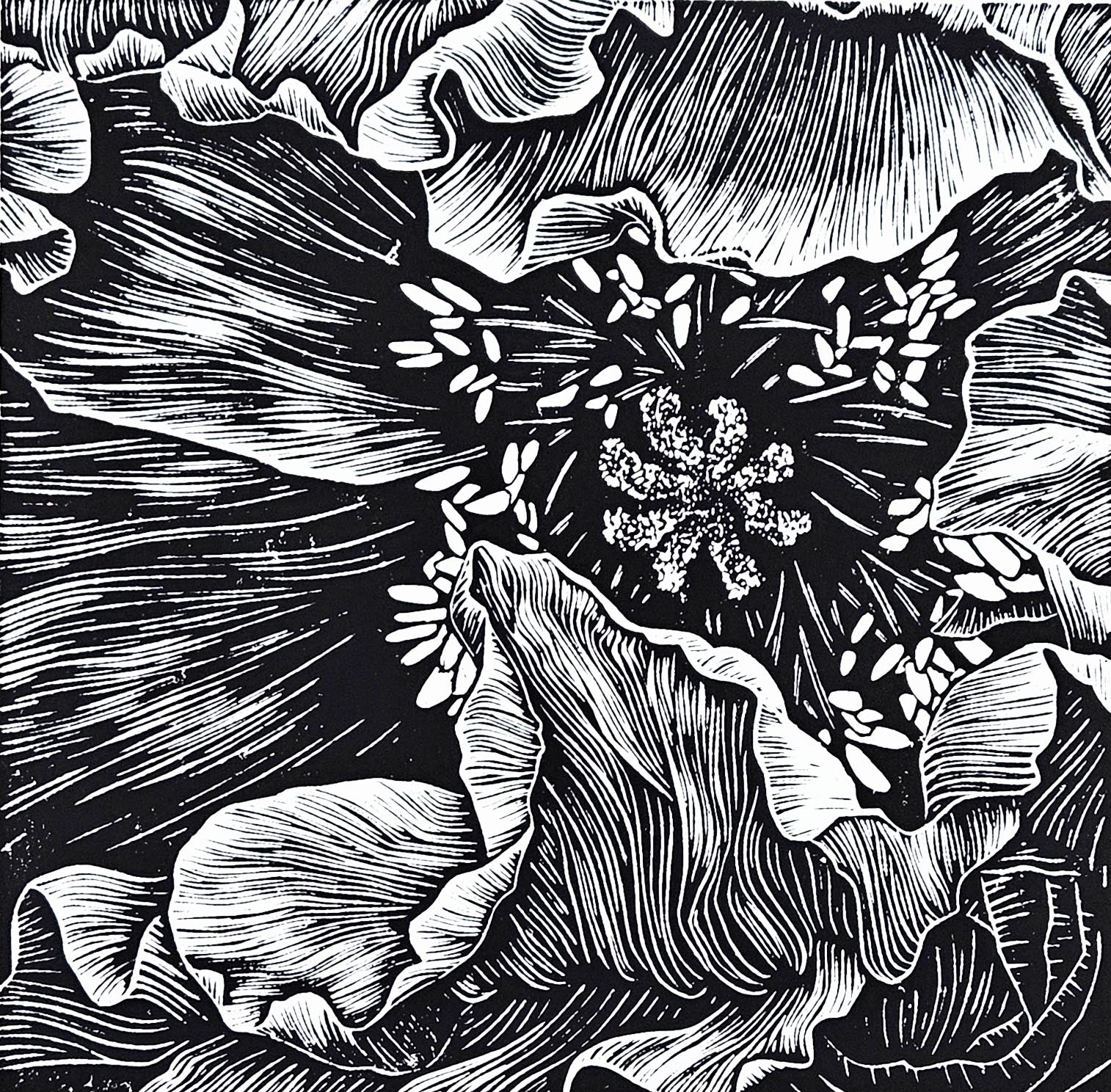 Poppy linocut reveal