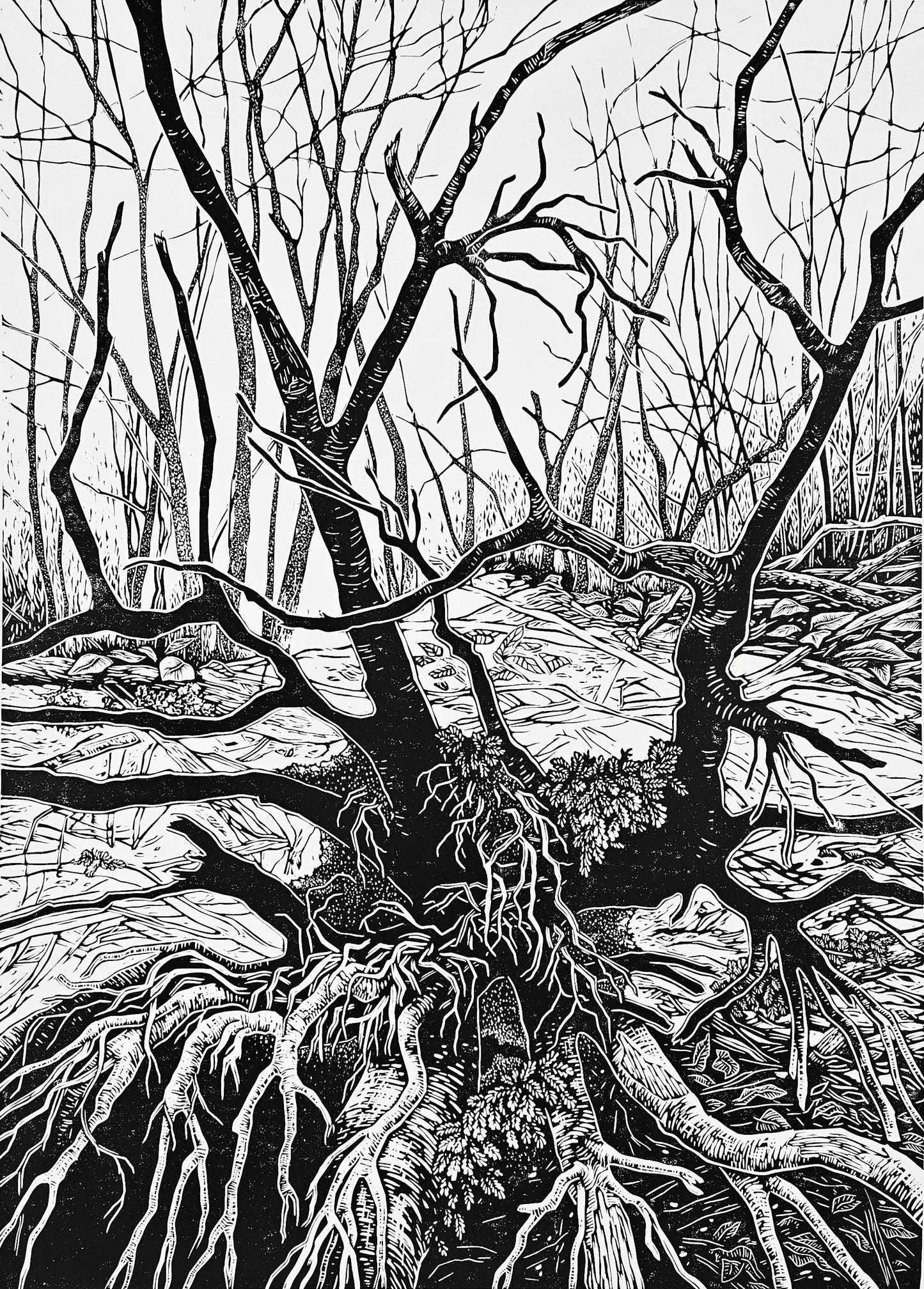black and white linocut of intricate tree roots in a forest